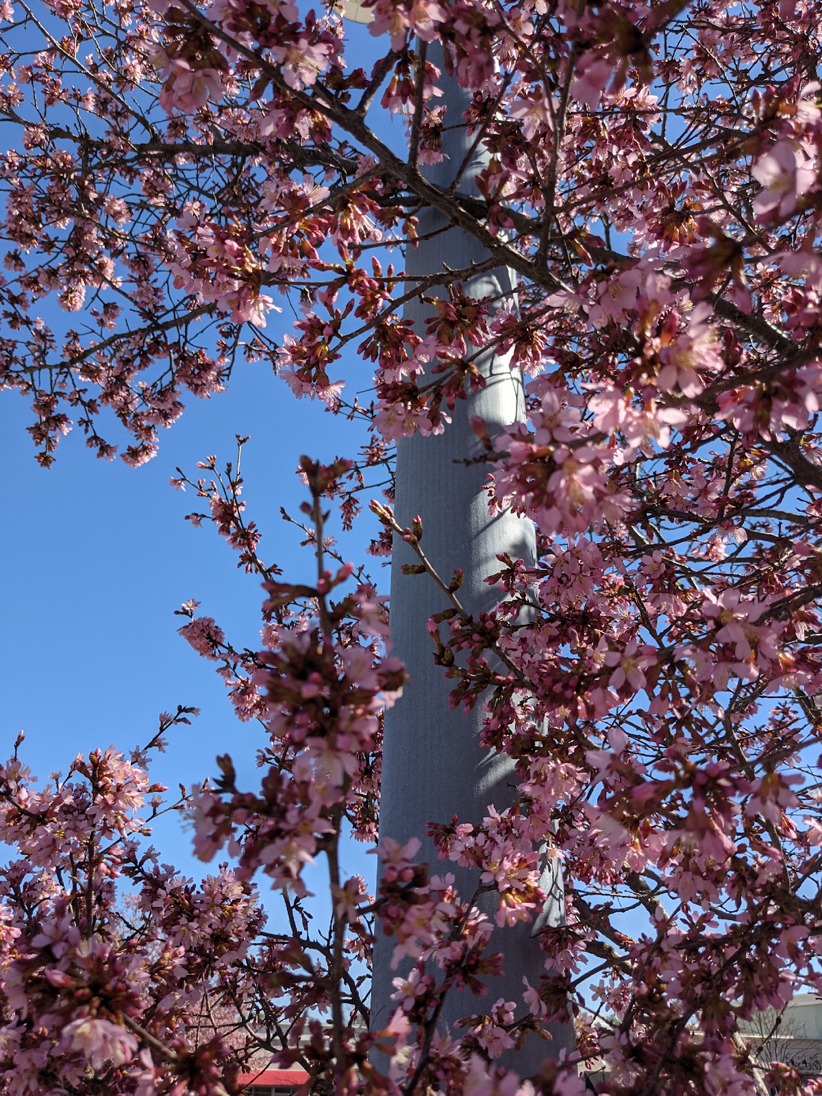 Best Cherry Blossom Spots In Raleigh!